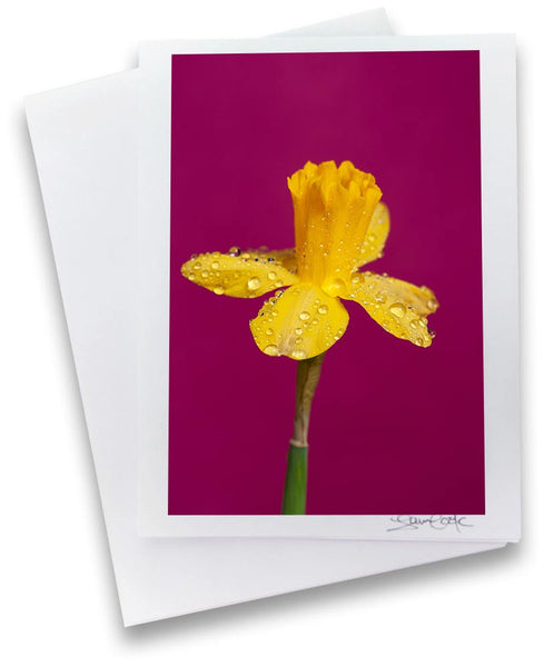 a greeting card featuring original photograph of a daffodil with rain drops on it on a hot pink background created by Laura Cook 