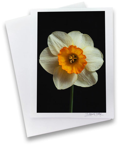 a single light yellow narcisssus  on a black background a unique photo greeting card by laura cook of vision photography 