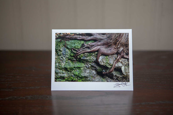 greeting card featuring photo of tree roos digging into a rock Photo by Cambridge Ontario Photographer Laura Cook of Vision Photography