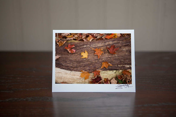 Photography Greeting card featuring "Slumber" a close up view of fall maple leaves on bark in the forest in the autumn Photo by Cambridge Ontario Photographer Laura Cook of Vision Photography