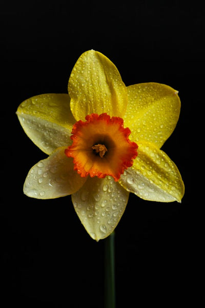 a face on portrait of a single daffodil with water drops on it created by laura cook