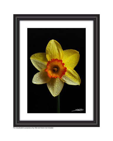 a face on portrait of a single daffodil with water drops on it created by laura cook in a frame