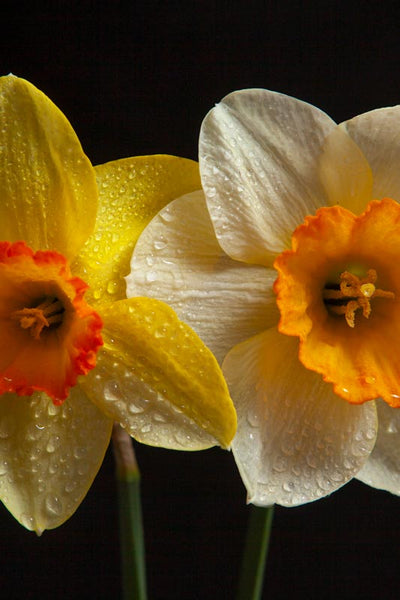 a face on portrait of a single daffodil and a single narcissus with water drops on it created by laura cook
