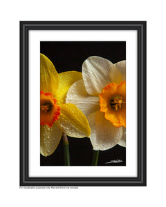 a face on portrait of a single daffodil and a single narcissus with water drops on it created by laura cook in a frame