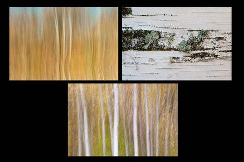 Photo greeting card pack showcasing vibrant abstract and close up photos of birch trees in the fall Photo by Cambridge Ontario Photographer Laura Cook of Vision Photography