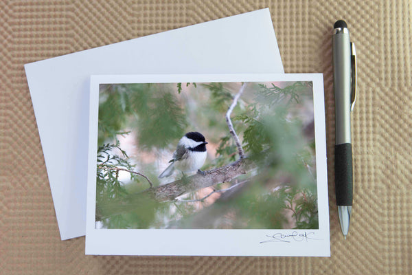 Christmas card pack of wintery scenes by Laura Cook / Vision Photography features a photo of a chickadee in a cedar tree