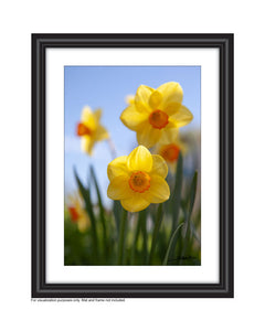 A photo of bright sunny yellow daffodils in the filed with a blue sky created by Laura Cook