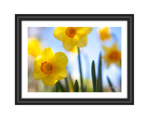 a fiewld of yellow daffodils agains a blue sky created by laura cook shown in a frame 