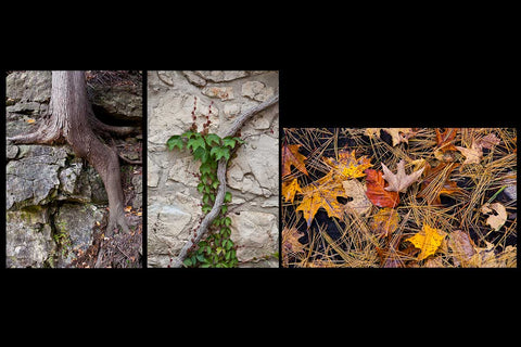 Fall photos of the simple beauty of tree roots , vines and the fall floor with vibrant maple leaves and pine cones Photo by Cambridge Ontario Photographer Laura Cook of Vision Photography