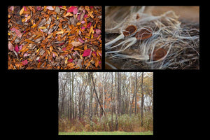 Assorted fall photo greeting card pack Photo by Cambridge Ontario Photographer Laura Cook of Vision Photography   