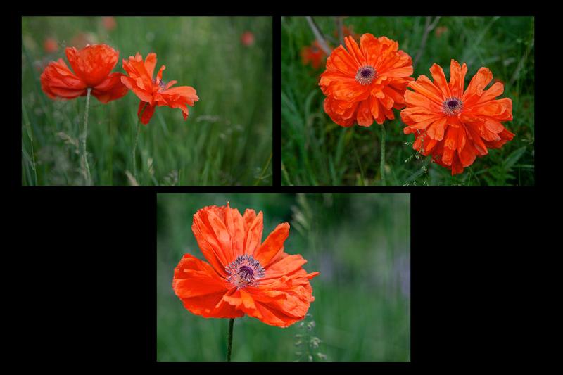 poppy greeting cards feature 3 different images of poppies in the field created by Laura Cook of Vision Photography