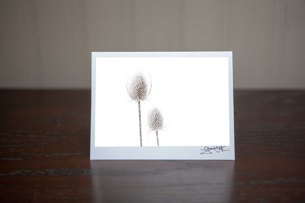 photo greeting card perfect for christmas featuring the image 'Sleeping Beauties' two frosted teasels in a snowy white wintery field Photo by Cambridge Ontario Photographer Laura Cook of Vision Photography