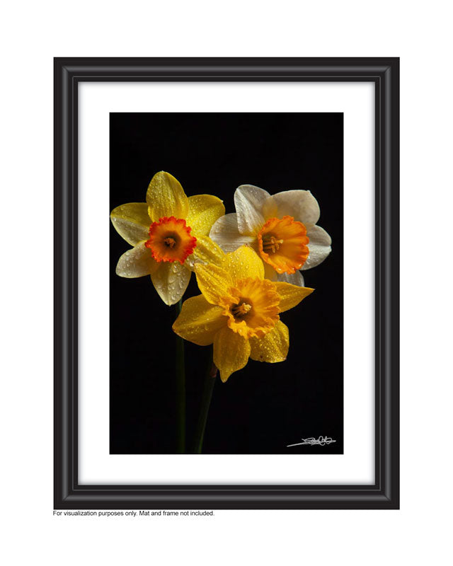 A photograph of a Daffodil, Jonquil and Narcissus set upon a black background photographed by laura cook in a frame