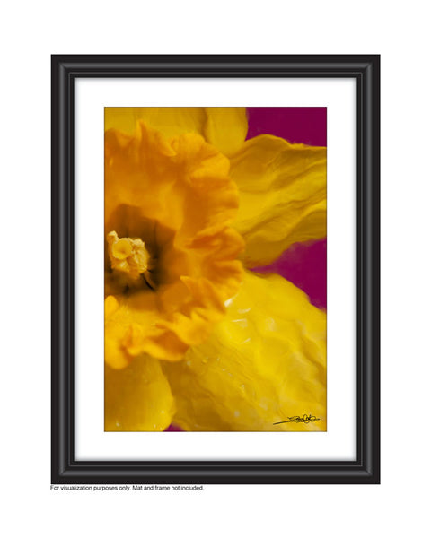 close up photograph of right side of daffodil face created by Laura Cook  in a frame