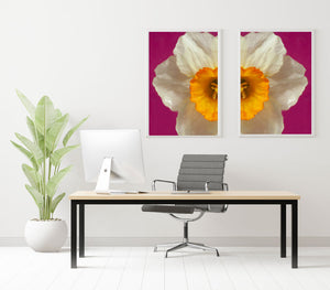 a photo of an office with the art piece 'Harmony' on the wall behind the desk. Harmony is 2 prints of a narcisssus on a bridge pink background created by Laura Cook