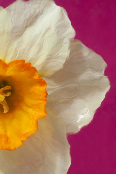 A photography called Harmonious II created by Laura Cook is a vertical close up of the right half of a narcissus photographed on a bright pink background