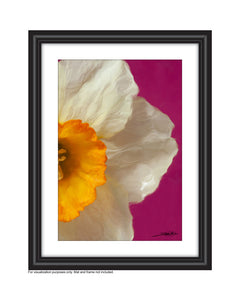 A photography called Harmonious  II created by Laura Cook is a vertical close up of the right half of a narcissus photographed on a bright pink background
