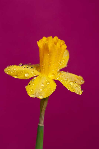 A photo of a perky yellow daffodil wiht raindrops on it photographed in the studio by Laura Cook with a magenta background 