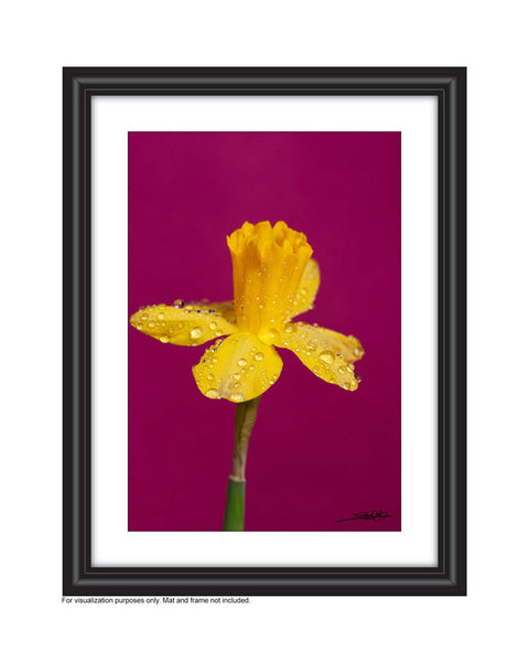 A photo of a perky yellow daffodil wiht raindrops on it photographed in the studio by Laura Cook with a magenta background in a frame 