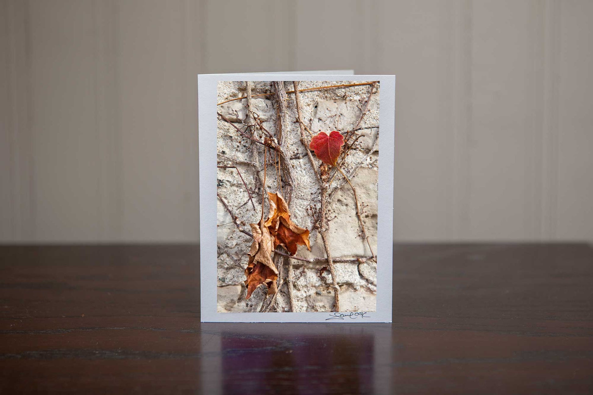 Photographs of rich red vines in the fall  growing on a wall Photo by Cambridge Ontario Photographer Laura Cook of Vision Photography 