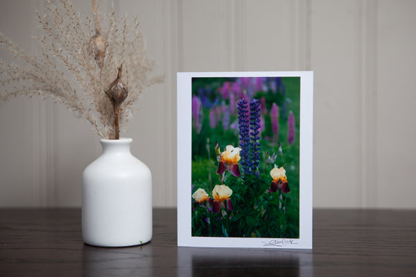 photo greeting card of purple lupines in the garden with yellow and purple iris. The 4x6 photo is mpounted to white cardstock and signed by the artist Laura Cook in the bottom right corner. 