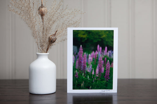 photo greeting card of a group of pink lupines in the garden of varying shades of pink. The 4x6 photo is mounted to white card stock and signed by the artist Laura Cook in the bottom right corner. 