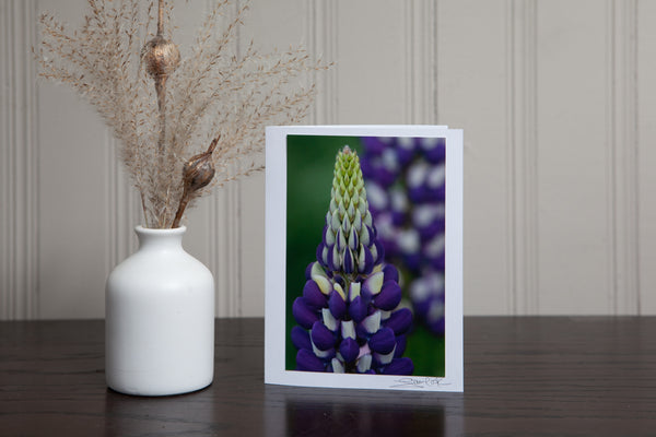 Photo greeting card featuring an image of a close up of a purple and white lupine in the garden. Photo is mounted to white card stock and signed by the artist Laura Cook in the bottom right corner. 