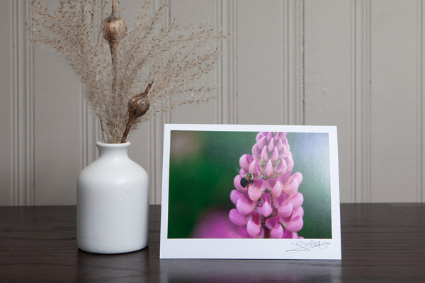 photo greeting card of close up of a pink lupine with a bumble bee hovering beside the petal to collect nectar.. The 4x6 photo is mounted to white card stock and signed by the artist Laura Cook in the bottom right corner. 