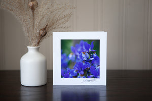 a photograph of purple iris mounted to white cardstock to make a photo greeting original art created by Laura cook 