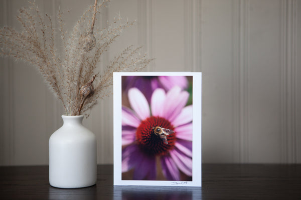 photography greeting card featuring a 4x6 print of a bee collecting nectar from the centre of an echinacea flower mounted to sturdy white cardstock and signed by the artist Laura Cook in the bottom right corner  