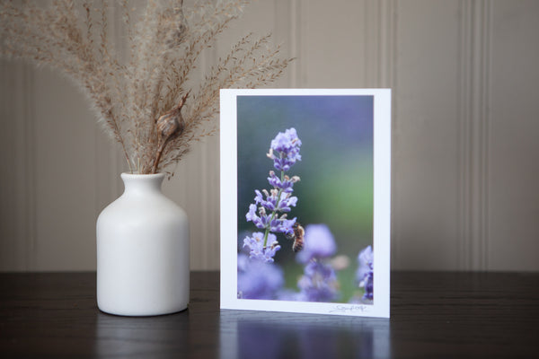 photography greeting card featuring a 4x6 print of a bee collecting nectar from a lavender plant mounted to sturdy white cardstock and signed by the artist Laura Cook in the bottom right corner  