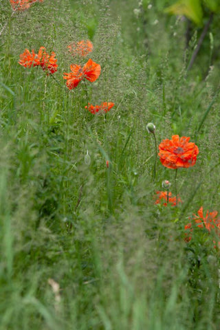 a photo of poppies growing wildly in the field by Laura Cook of Vision Photography