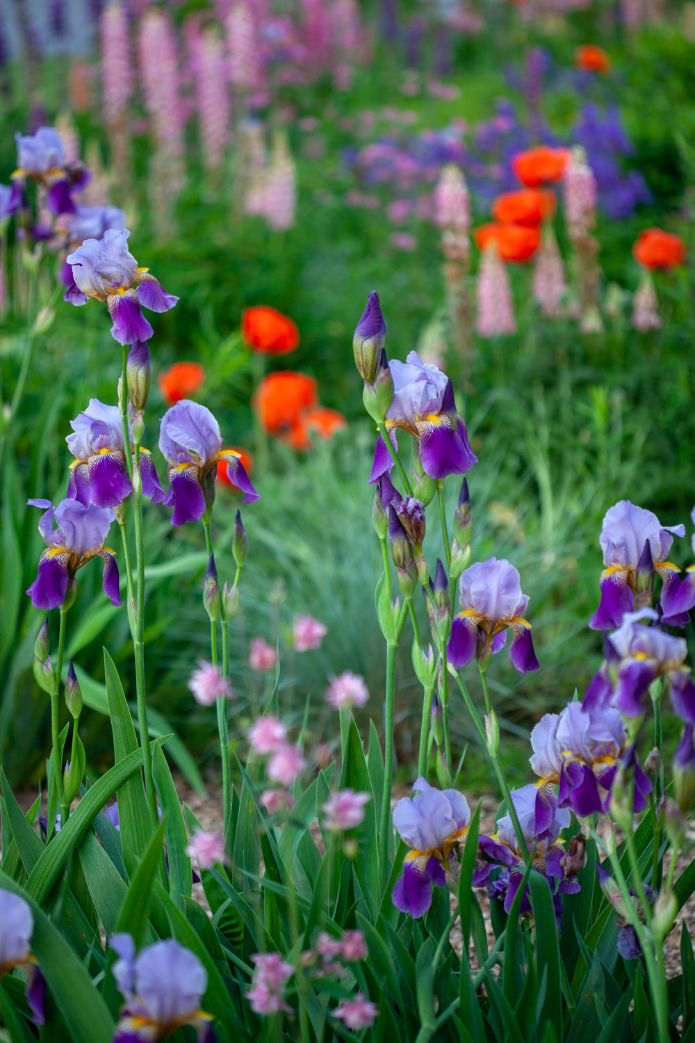 close up photograph of purple bearded irises in the foreground with blurred red poppies and pink lupines in the background. Photog created by Laura Cook 