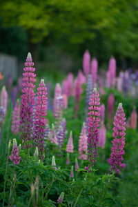 a field of varying shades of pink lupines in the garden, An original photograph by Laura Cook