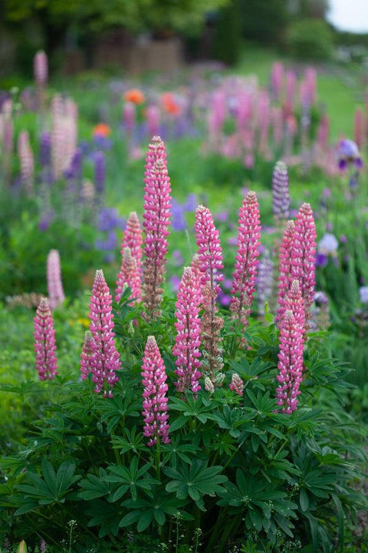 a field of varying shades of pink lupines in the garden, An original photograph by Laura Cook