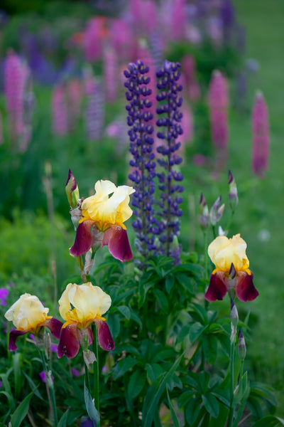 A close up photograph of 4 yellow and purple bearded irises in the foreground of a garden. Purple lupines are in the mid ground and  purple and pink lupines are in the background. Photograph created by Laura Cook of Vision Photography 