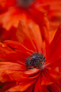 a close up of poppy photo by laura cook of vision photography