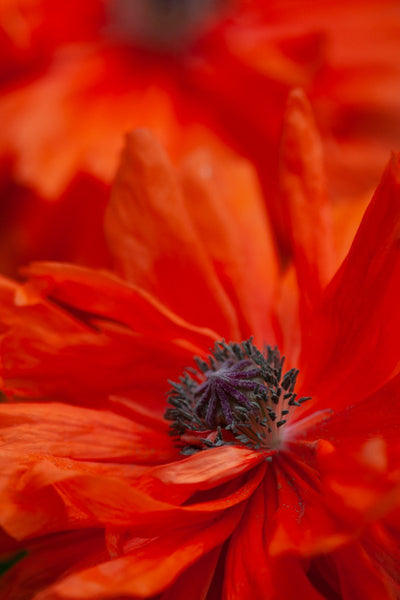 a close up of poppy photo by laura cook of vision photography