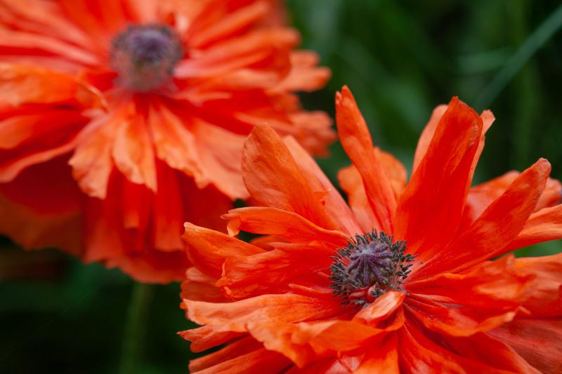 close up photo of 2 poppies photo by laura cook of vision photogprahy
