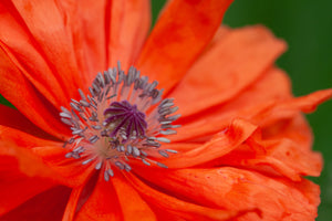 A close up photo of the poppy stamen. Photo by Laura Cook of Vision Photography