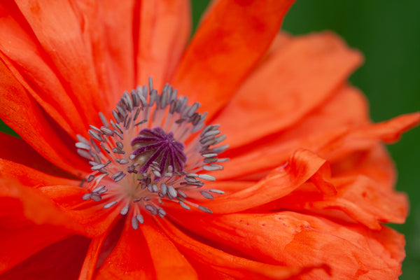 A close up photo of the poppy stamen. Photo by Laura Cook of Vision Photography