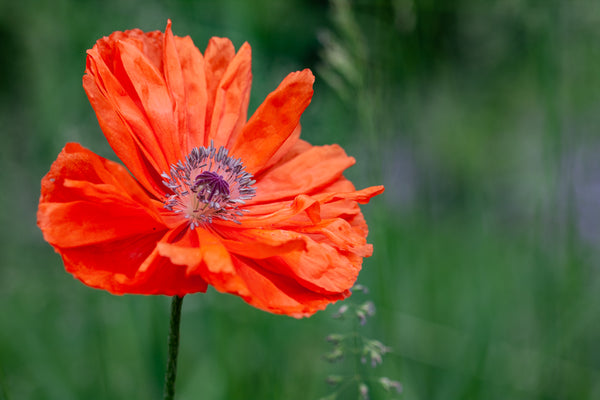 a single red poppy growing in the field, photo by Laura Cook of Vision Photography