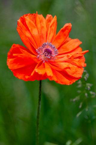 a single red poppy growing in the field, photo by Laura Cook of Vision Photography