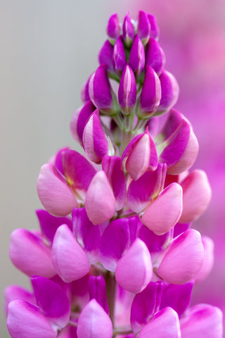 Very close up photo of the detail of a pink lupine flower, created by Laura Cook