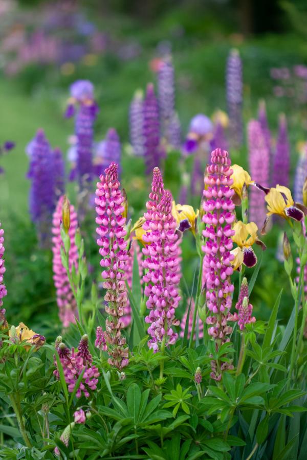 A close up photograph of pink lupines in the foreground with yellow bearded irises behind them and in the back ground blurry lupines photography by Laura Cook
