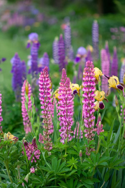 A close up photograph of pink lupines in the foreground with yellow bearded irises behind them and in the back ground blurry lupines photography by Laura Cook