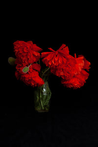 A dramatic photo of poppies in a vase photo by Laura Cook, Vision Photography