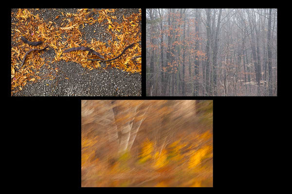 Fall photography greeting cards featuring a misty forest, rich vibrant yellow leaves on the ground,  and an abstract photo impressionism picture of white birch and vibrant orange and yellow fall leaves Photo by Cambridge Ontario Photographer Laura Cook of Vision Photography