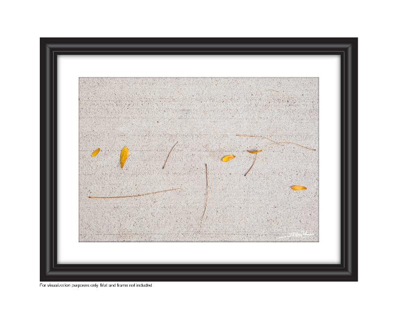 Yellow Fallen leaves on the concrete sidewalk look like hieroglyphics a fun photography Photo by Cambridge Ontario Photographer Laura Cook of Vision Photography