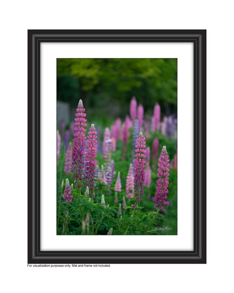 a field of varying shades of pink lupines in the garden, An original photograph by Laura Cook